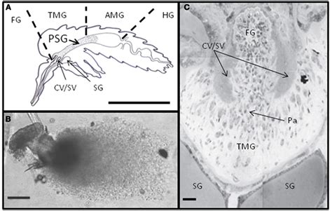Frontiers The Role Of Leishmania Proteophosphoglycans In Sand Fly Transmission And Infection