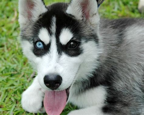 These are some of the moments of gohan being very young! Hear About These 21 Husky Puppy Facts - Furry Babies
