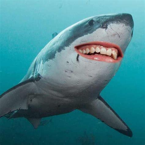 Photos From Guess The Celeb Shark Smiles