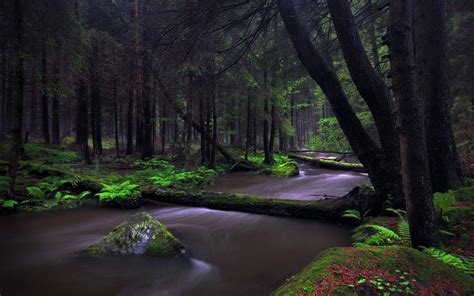Nature Landscape Forest Rainforest Olympic National Park Washington