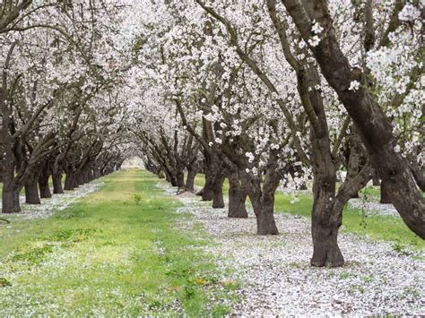 How To Experience Californias Blooming Almond Orchards