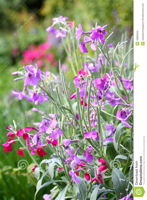 Night Scented Stock Pink And Purple Flower Stock Photo