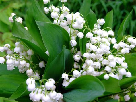 Lily Of The Valley A Small But Strong Plant For Your Pot Or Garden