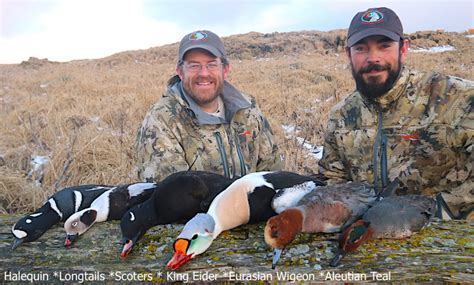 Alaska Duck Species To Hunt Alaska Duck Hunting King Eider Hunting