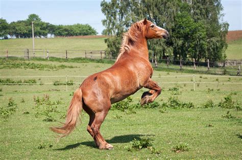 Bashkir Paard Van Grullo Stock Foto Image Of Gezondheid 21199134