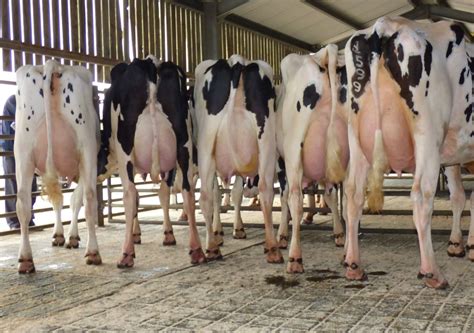Show And Sale Of Dairy Cattle Sales Reports Auctions North West