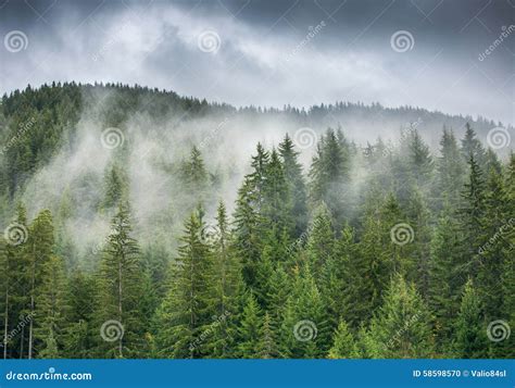 Misty Pine Forest On The Mountain Slope In A Nature Reserve Sun Stock