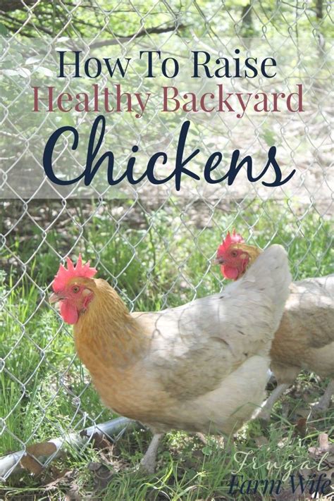 How To Raise Healthy Chickens In Your Backyard So Many Good Tips Purinaorganicfeed
