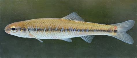 Minnow, Bluntnose uconn fishhead | www.roughfish.com