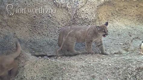 Fort Worth Zoo Welcomes Mountain Lion Cubs Youtube