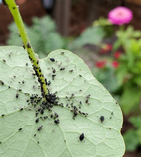 Organic Aphid Control 9 Ways To Get Rid Of Aphids Laptrinhx News