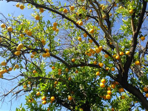 Tree Care Pruning Citrus Trees Food Forward
