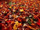 Feuilles d'automne photo et image | les saisons, automne, nature Images ...