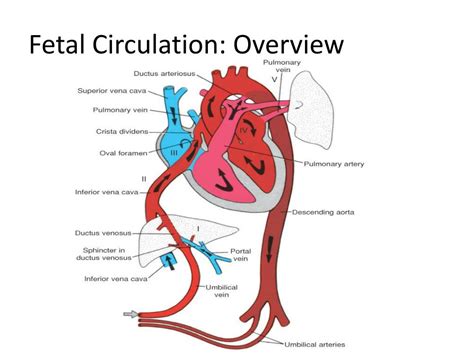 Ppt Fetal Circulation Powerpoint Presentation Free Download Id521636