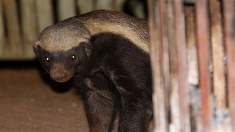 Honey Badger Nature Pbs