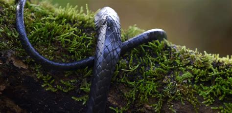 Here on the internet safari, we have a kangaroo that will be hooping over the deserts of australia for as. 33 Perfectly Looped .gifs - Pop Culture Gallery | eBaum's ...