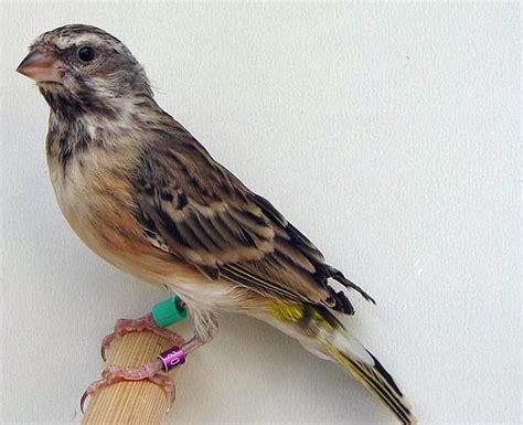 Burung ini pertama kali ditemukan pada tahun 1981. Perbedaan Blackthroat Jantan Dan Betina Om Kicau / Cara ...