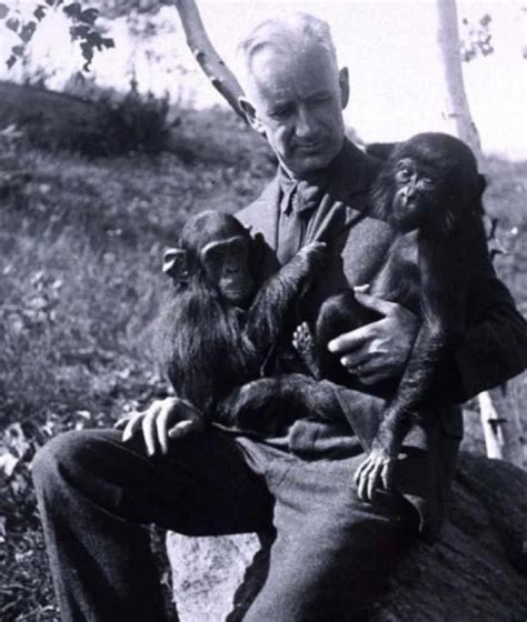 Humanzee Legende Eines Künstlichen Mensch Affen Hybrids