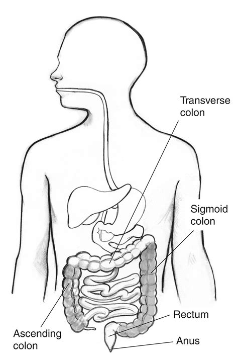 Gastrointestinal Tract With Labels Pointing To The Ascending Colon
