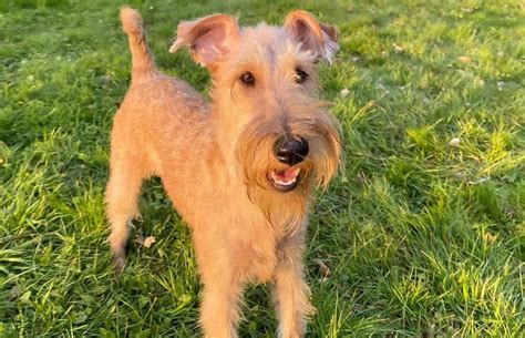 Types Of Terrier Dogs 11 Different Types Of Terriers K9 Web