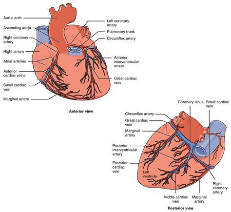 Cardiovascular System Medical Terminology For Healthcare Professions