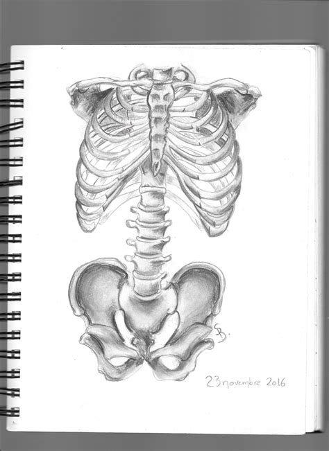 Vintage Anatomy Skeleton Diagram Anatomy Sketches Ana