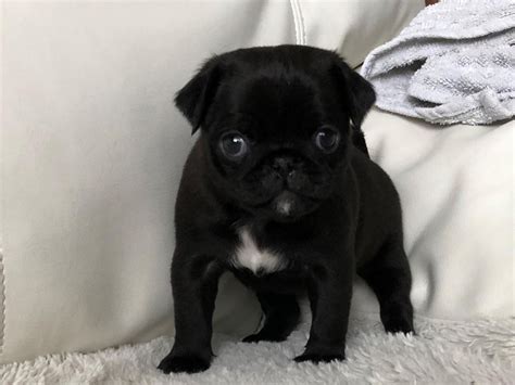 Looking for a puppy or dog in illinois? Pug Puppies For Sale | Chicago, IL #326620 | Petzlover