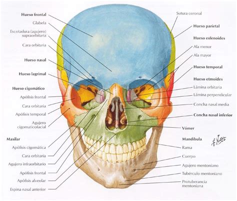 Atlas De Anatomia Humana Learnbraz