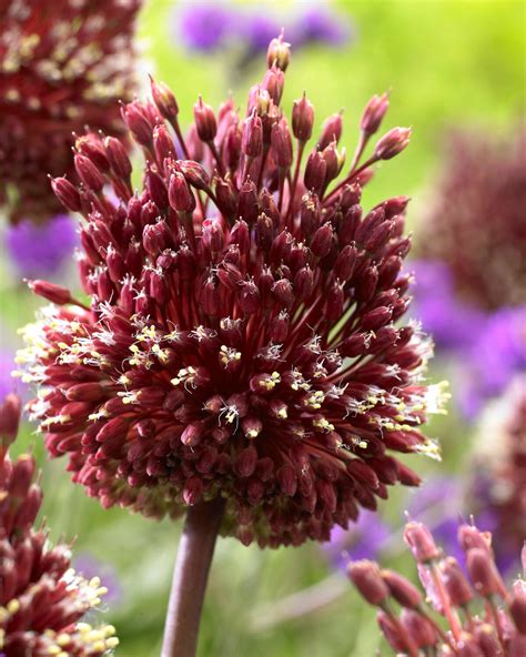 Allium Red Mohican Bulbs — Buy Online At Farmer Gracy Uk