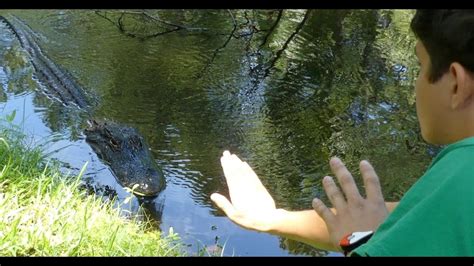 Hilton Head Alligator Attack Footage Of Gator Behavior 2 Weeks Before