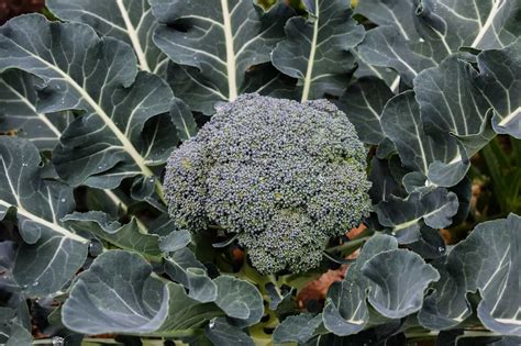 Can You Grow Broccoli In Pots Gardening Channel
