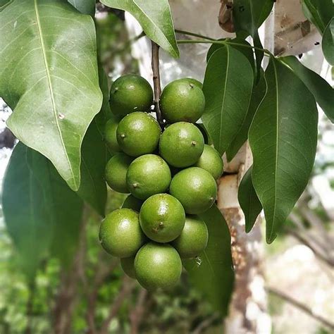 Spanish Lime Quenepa Melicoccus Bijugatu Tropical Fruit Tree 12 18