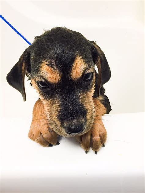 2615 25th ave gulfport, ms 39501 amerika serikat. At the Humane Society in Starkville, MS | Photography ...