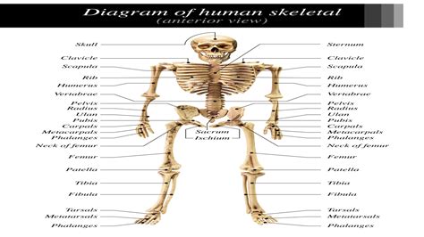 This lesson explains in detail human skeleton system. Labeled Skeletal System Diagram - Bodytomy