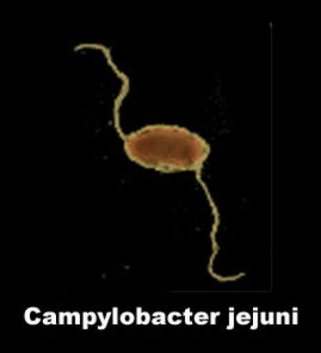 Image Photo Campylobacter Jejuni Infectieux Et Parasitologie