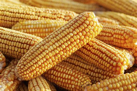Genetically Modified Maize