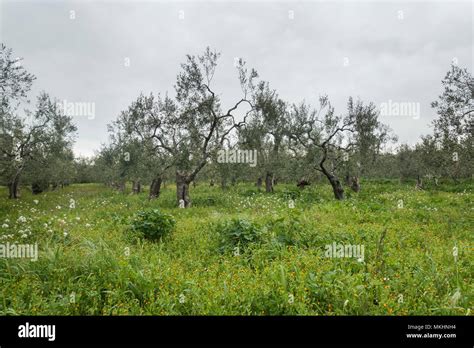 Olive Tree In Puglia South Italy Stock Photo Alamy