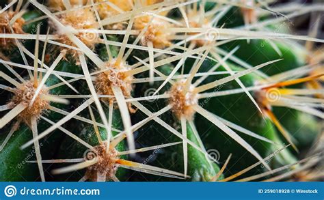 Macro Shot Of A Cactus Stock Photo Image Of Exotic 259018928