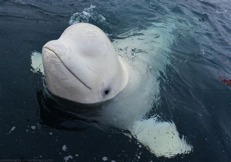 Incredible Images Of White Beluga Whales Being Trained In Russia