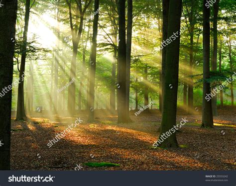 Beautiful Sunlight In The Forest Stock Photo 25553242 Shutterstock