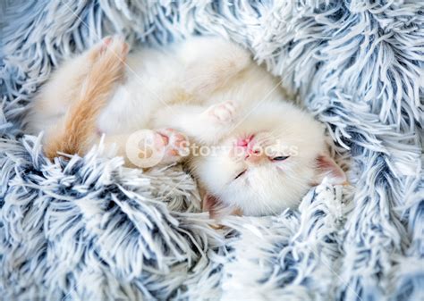 Sleeping Cute Little Kitten Lays On A Fluffy Blanket Royalty Free Stock