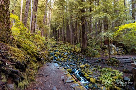 Hiking In Olympic National Park Washington Routdoors