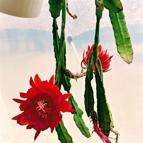 Epiphyllum Hyred Orchid Cactus Red In Gardentags Plant Encyclopedia