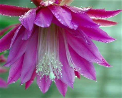 We present you our collection of desktop wallpaper theme: Download of the Day: Ninon Flowers Screensaver | POPSUGAR Tech