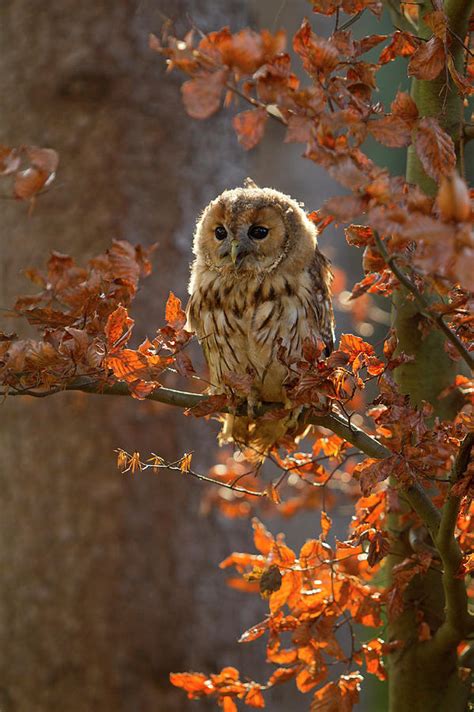 Tawny Owl In Autumn Leaves Czech Republic Captive Photograph By Ben