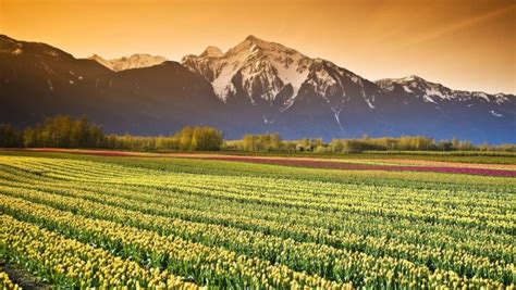 Tulip Fields British Columbia Canada Photorator
