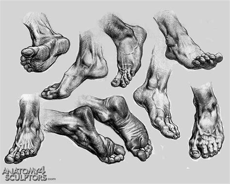 drawing art feet human anatomy foot reference tutorial toes references anatomy for artists