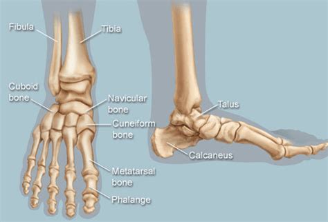 Bone comprises the structure of the skeletal system and provides lever arms for locomotion. Functional Feet: The Foundation We Rely On - Key Elements ...