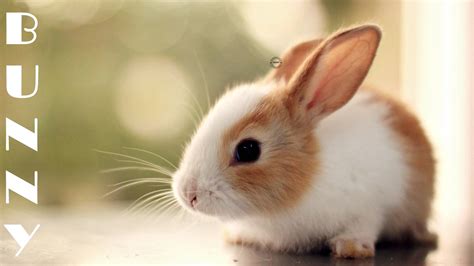 Free Download Cute Bunnyhd Wallpapersimagespictures X For Your Desktop Mobile