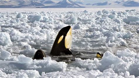 Close Encounters With Killer Whales Offer Clues To Southern Ocean